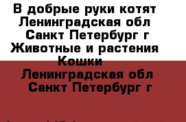 В добрые руки.котят - Ленинградская обл., Санкт-Петербург г. Животные и растения » Кошки   . Ленинградская обл.,Санкт-Петербург г.